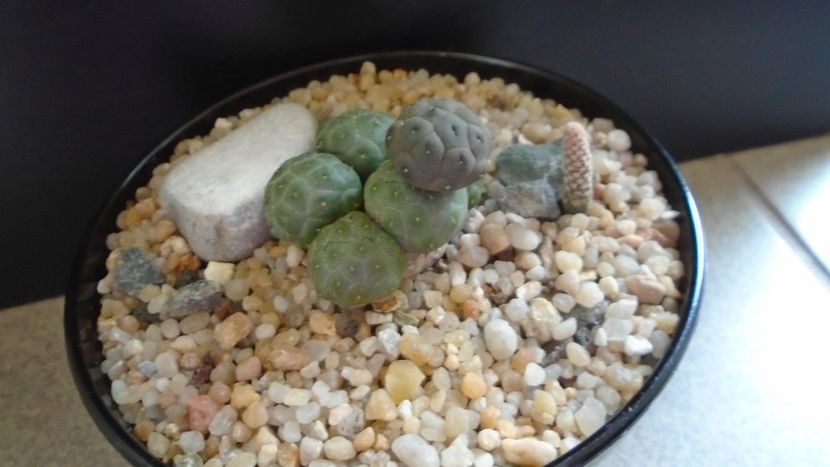 Puna (Maihueniopsis) bonnieae f. inermis & Puna (Maihueniopsis) clavarioides - Cactusi 2020 evolutie vara bis