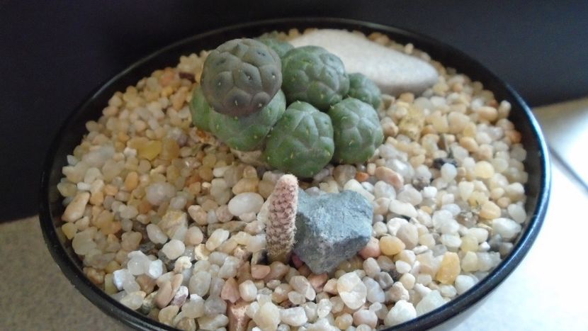 Puna (Maihueniopsis) bonnieae f. inermis & Puna (Maihueniopsis) clavarioides - Cactusi 2020 evolutie vara bis