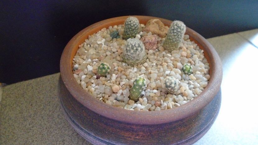 Grup de 7 Pediocactus - Cactusi 2020 evolutie vara bis