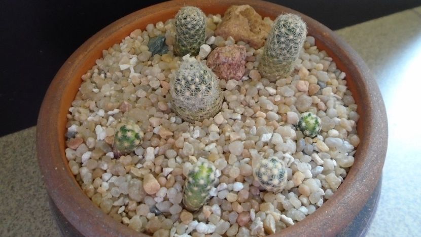 Grup de 7 Pediocactus - Cactusi 2020 evolutie vara bis