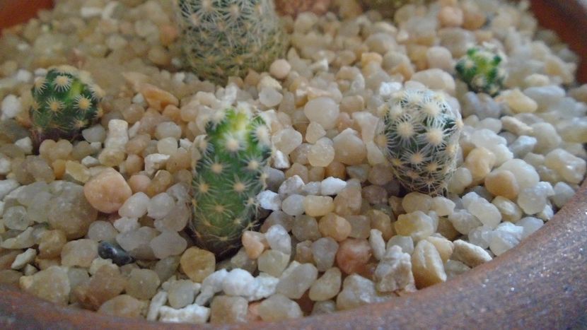 Pediocactus knowltonii, 4 ex. (-20C) - Cactusi 2020 evolutie vara bis
