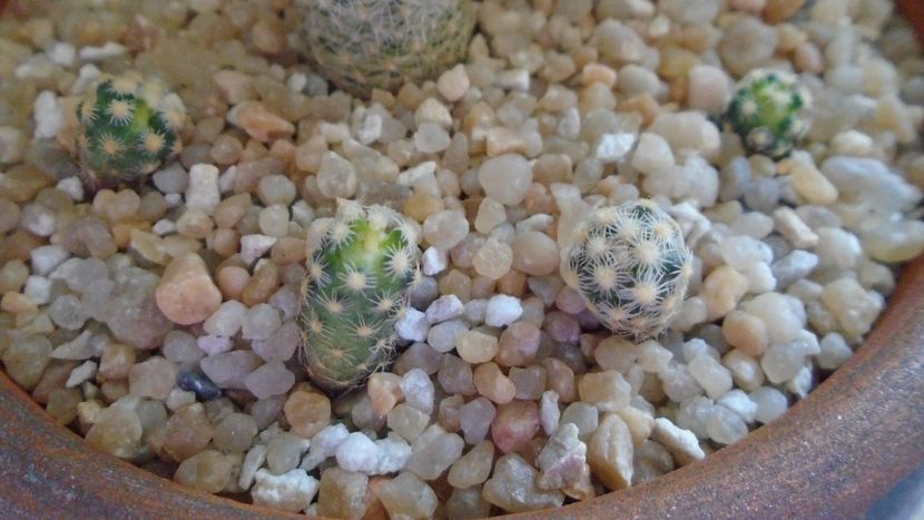 Pediocactus knowltonii, 4 ex. (-20C) - Cactusi 2020 evolutie vara bis