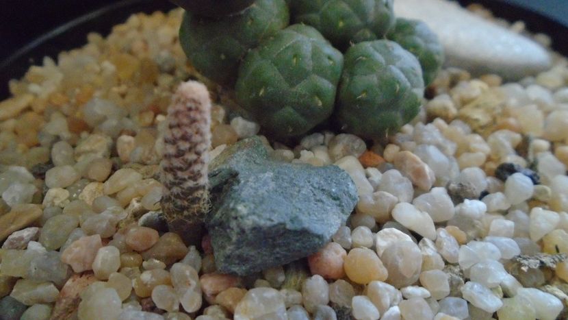 Puna (Maihueniopsis) clavarioides - Cactusi 2020 evolutie vara bis