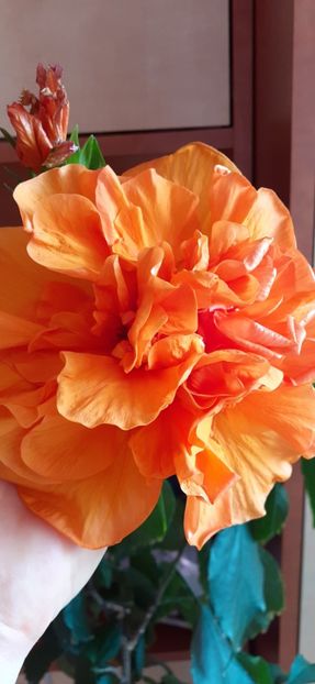 Panorama - Hibiscus 2015-2024