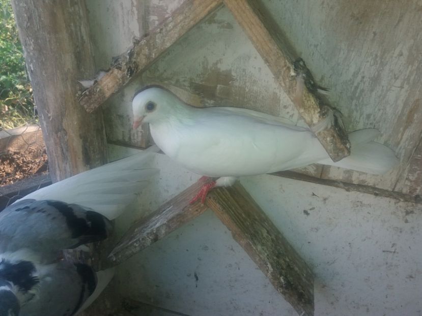 23063  mascul  2020 - Plecați ALBUM 3