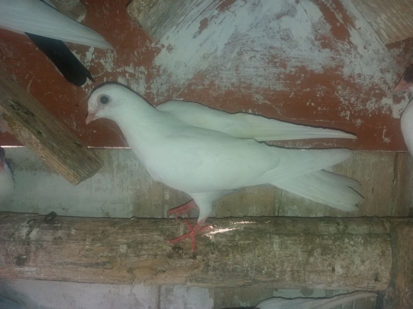 23058  femelă  2020 - Plecați ALBUM 3