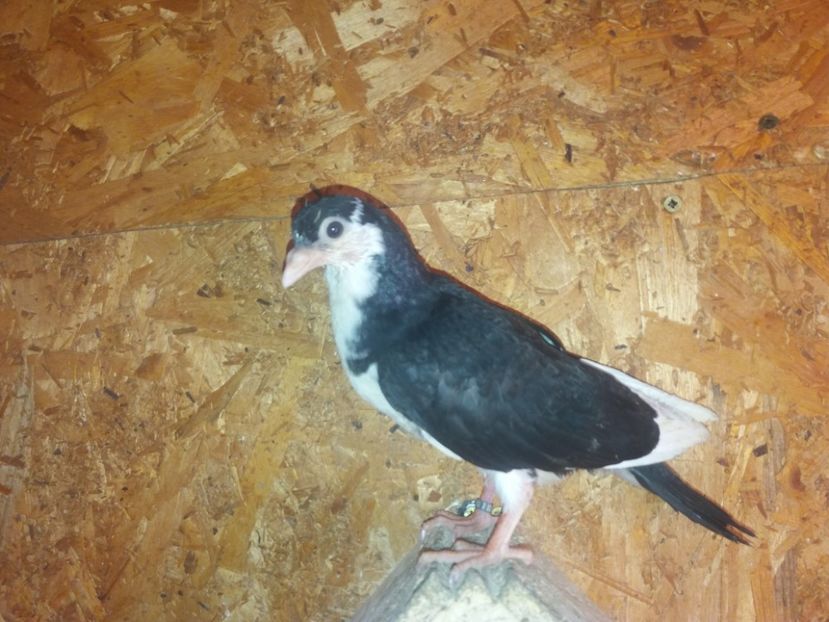 23098  mascul  2020 - Plecați ALBUM 3