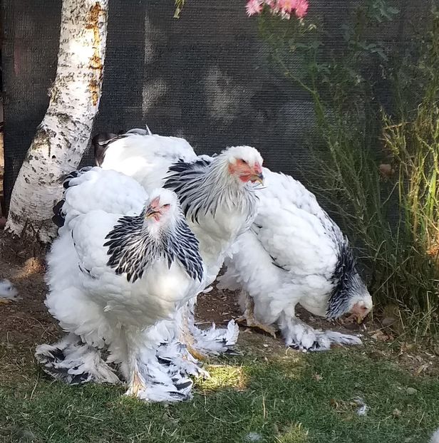  - VIITOR SPERANTE 2021