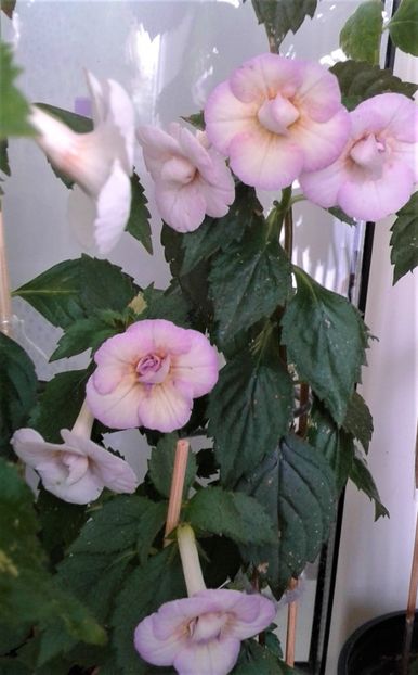  - 0000 ACHIMENES