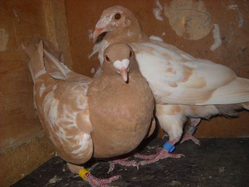  - UNDEVA IN SUCEAVA arhiva