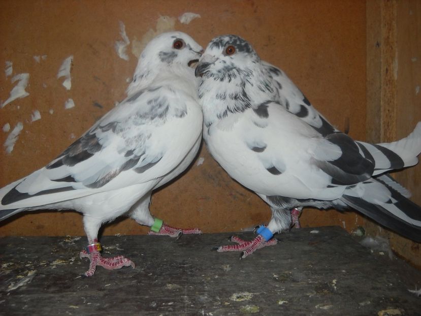  - UNDEVA IN SUCEAVA arhiva