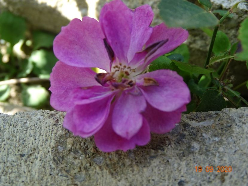 seedling - Trandafiri 4