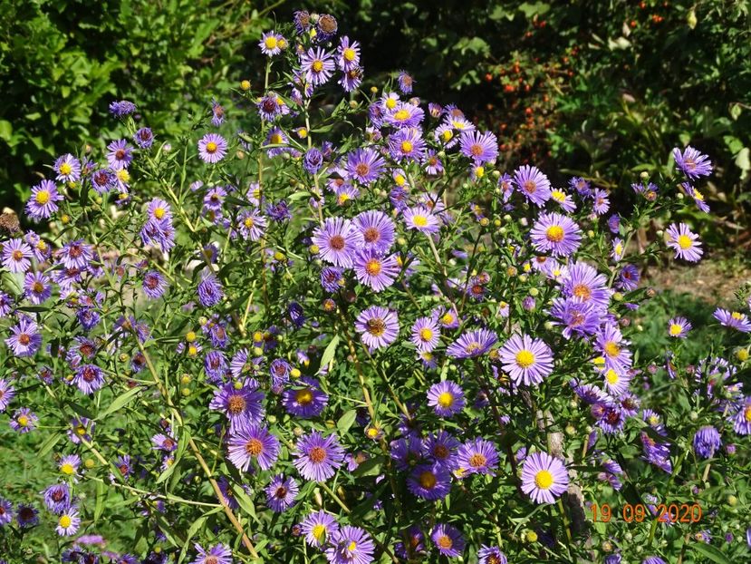 aster frickartii - Dobarland 2020 5