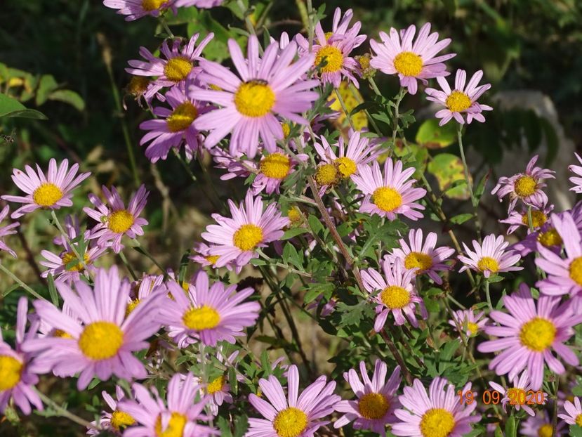 chrysanthemum Clara Curtis - Dobarland 2020 6
