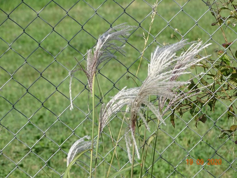 miscanthus sinensis Memory - Dobarland 2020 6