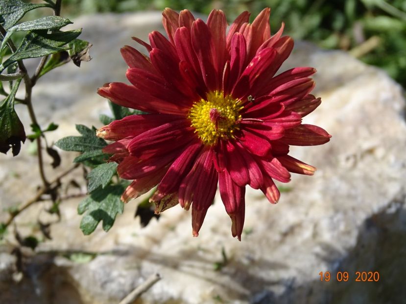 chrysanthemum Red Velvet - Dobarland 2020 6