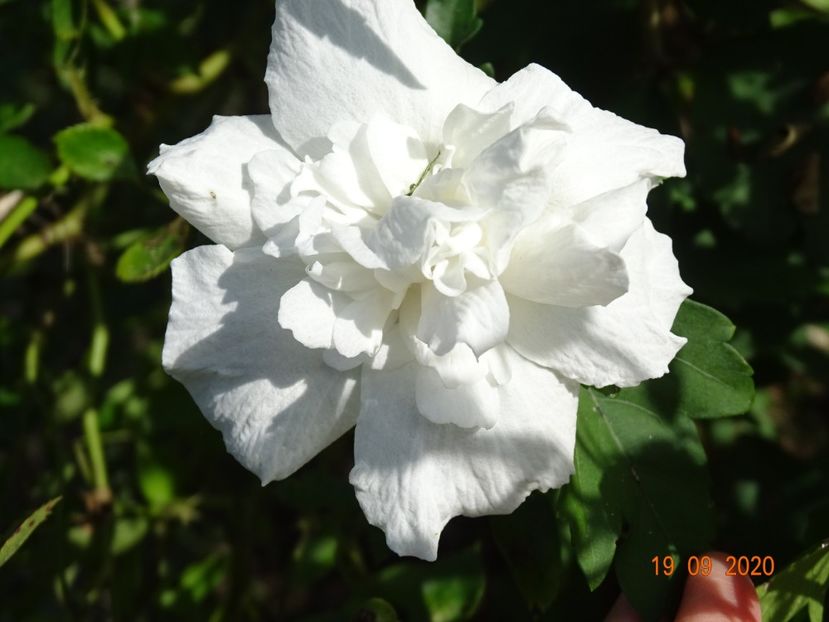 hibiscus syriacus White Chiffon - Dobarland 2020 6