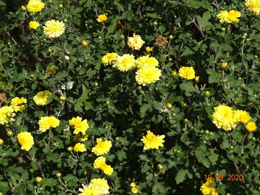 chrysanthemum Nantyderry Sunshine - Dobarland 2020 6