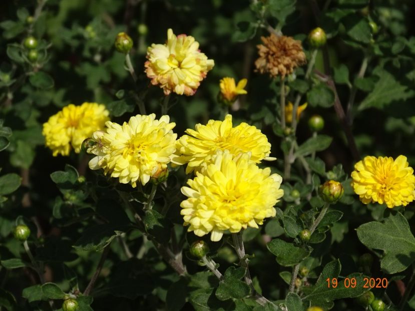 chrysanthemum Nantyderry Sunshine - Dobarland 2020 6