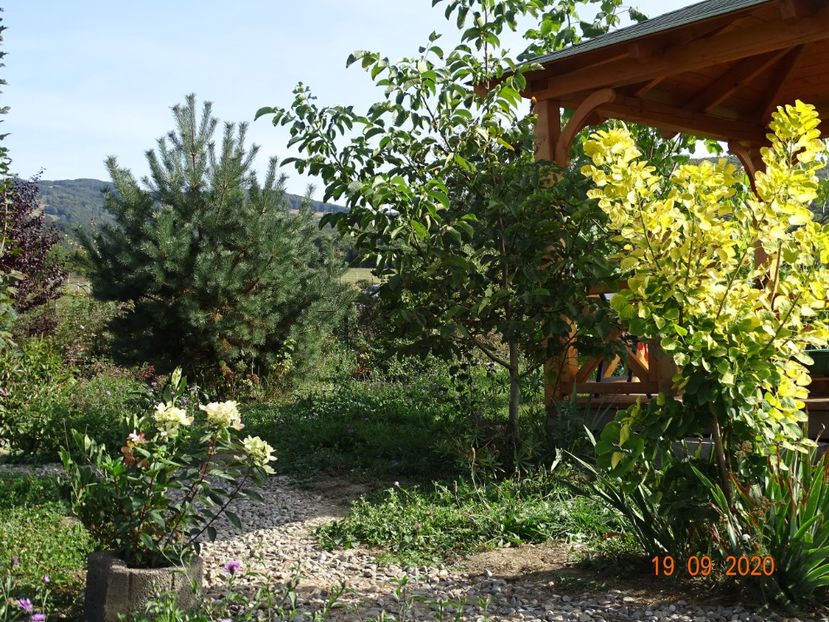 cotinus coggyria Golden Spirit si hydrangea pan. Chamaeleon - Dobarland 2020 6