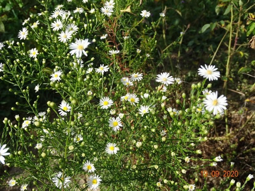 aster pringlei Monte Cassino - Dobarland 2020 5