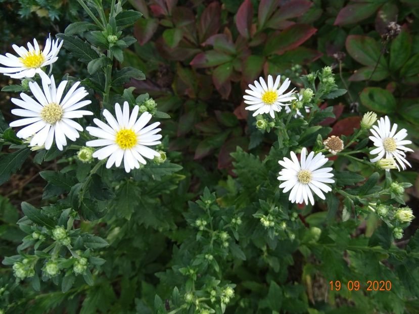 aster ageratoides Starshine - Dobarland 2020 5