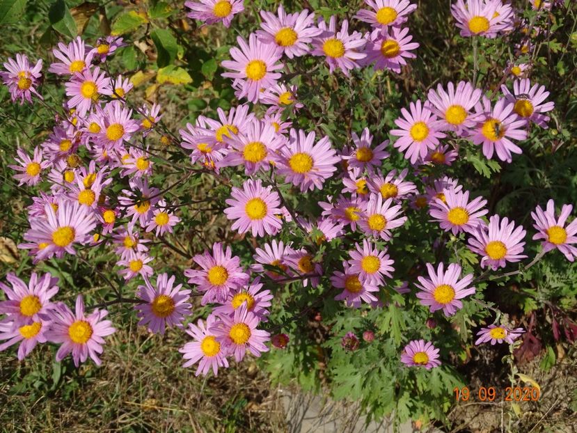 chrysanthemum Clara Curtis - Dobarland 2020 5