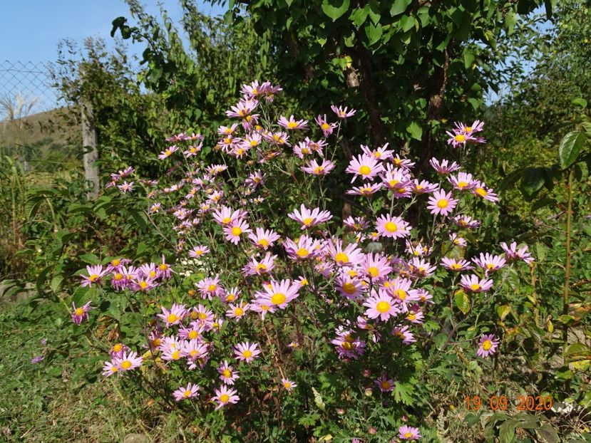 chrysanthemum Clara Curtis - Dobarland 2020 5