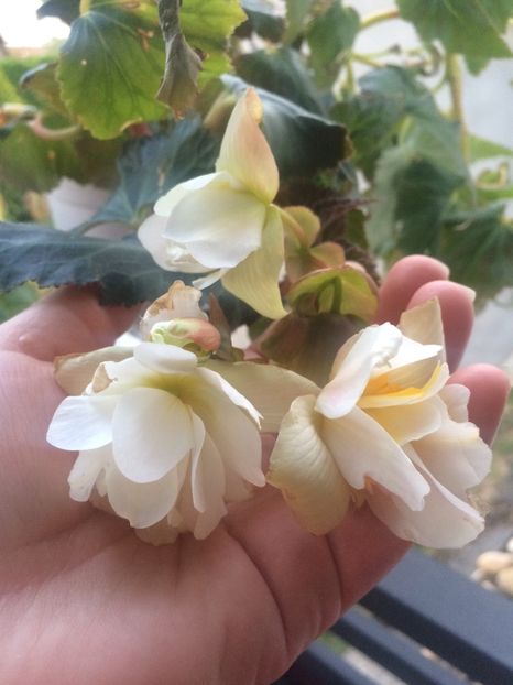 22.09.2020 - X-Begonia