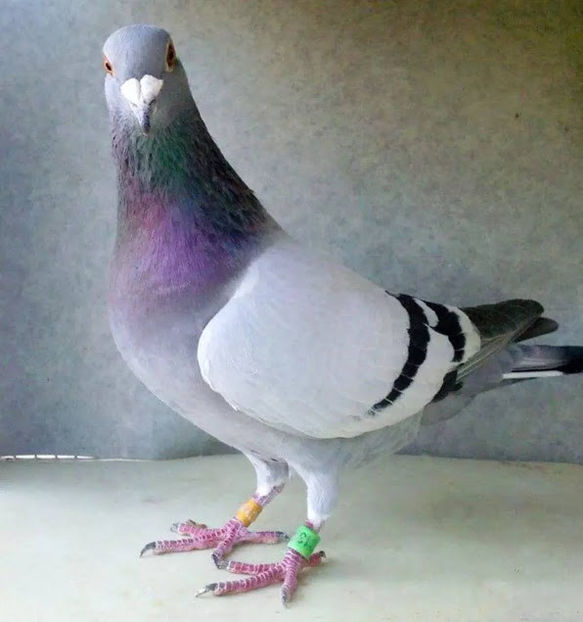  - INELE PORUMBEI ORNAMENT