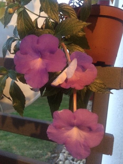 22.09.2020 - Kim Blue