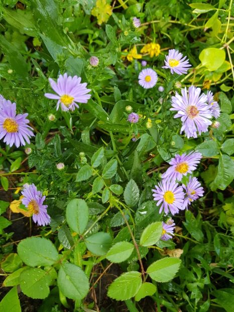 Stelute - Alte flori