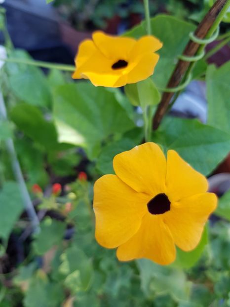 Ochii suzanei - Alte flori