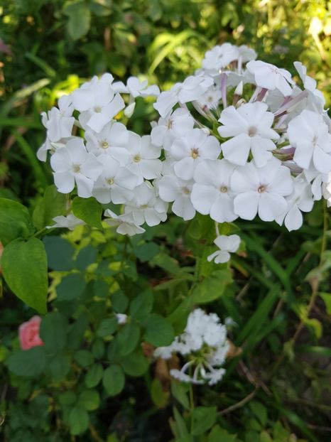 Phlox - Alte flori