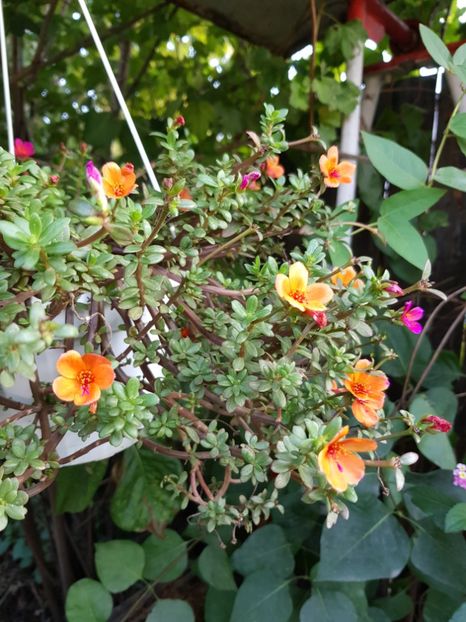 Portulaca - Alte flori