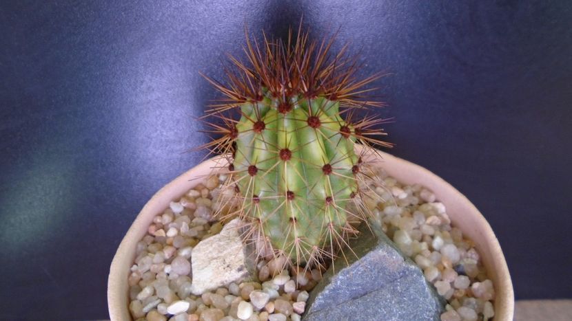 Stenocereus thurberi (Pitahaya dulce, desertul Sonora) - Cactusi 2020 evolutie vara bis