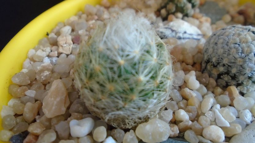 Mammillaria aureilanata - Cactusi 2020 evolutie vara bis
