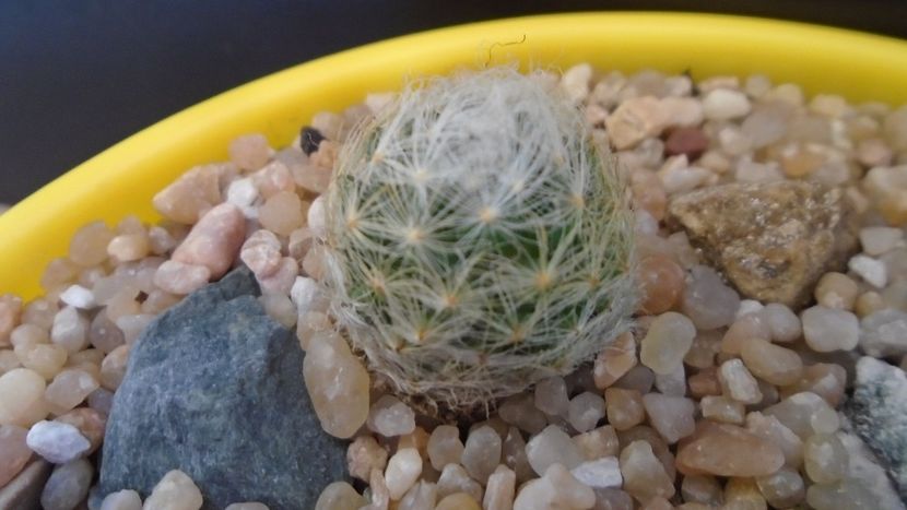 Mammillaria aureilanata - Cactusi 2020 evolutie vara bis