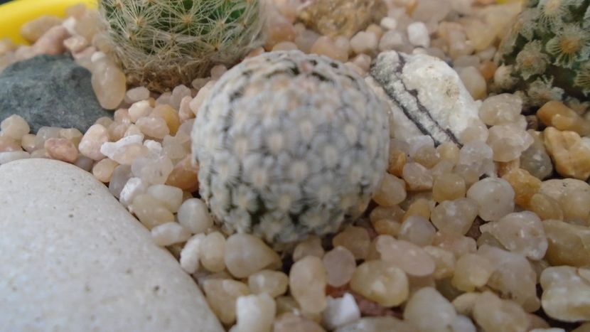 Mammillaria sanchez-mejoradae - Cactusi 2020 evolutie vara bis