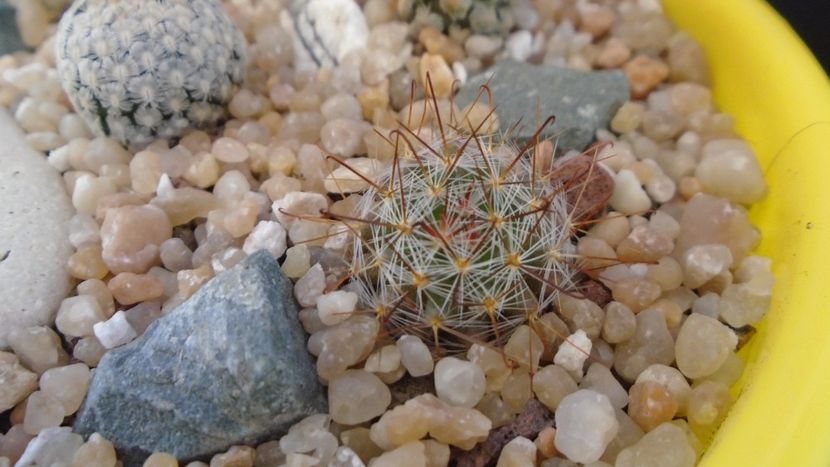 Mammillaria jaliscana - Cactusi 2020 evolutie vara bis