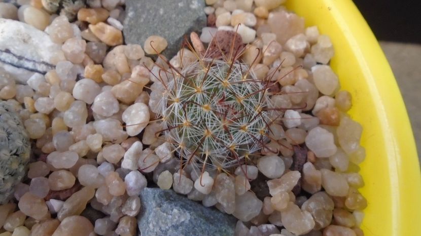 Mammillaria jaliscana - Cactusi 2020 evolutie vara bis