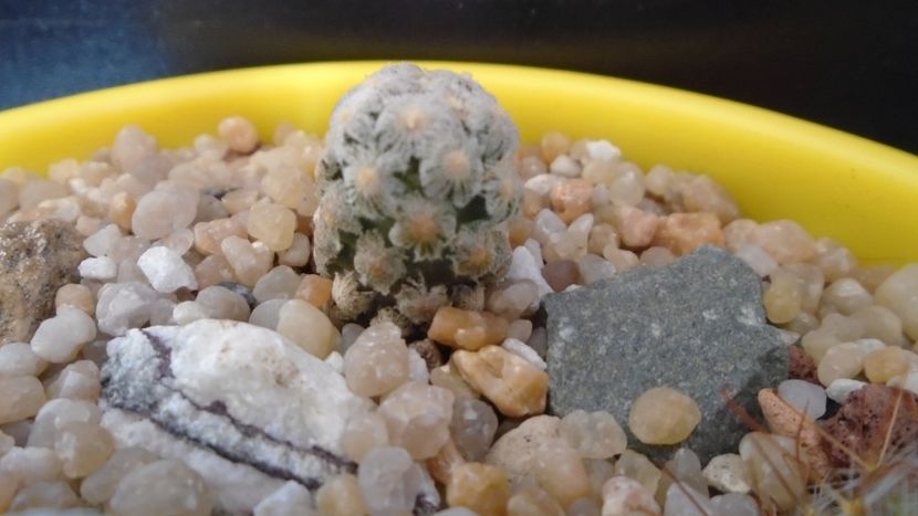 Mammillaria theresae - Cactusi 2020 evolutie vara bis