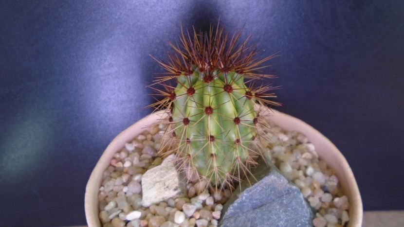 Stenocereus thurberi (Pitahaya dulce, desertul Sonora) - Cactusi 2020 evolutie vara bis