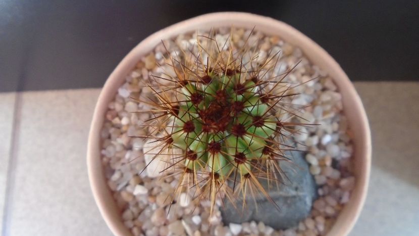 Stenocereus thurberi (Pitahaya dulce, desertul Sonora) - Cactusi 2020 evolutie vara bis