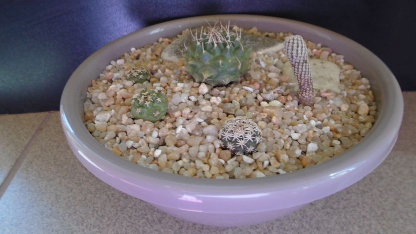 Grup de 5 Turbinicarpus - Cactusi 2020 evolutie vara bis