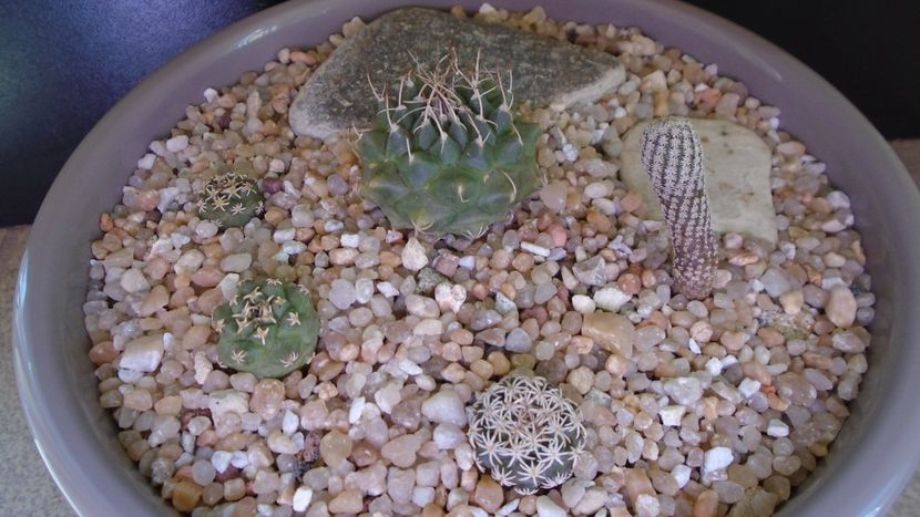 Grup de 5 Turbinicarpus - Cactusi 2020 evolutie vara bis