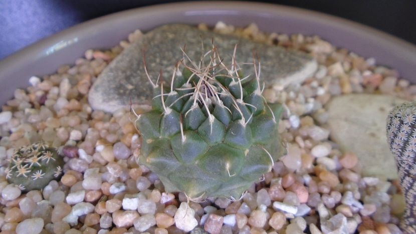 Turbinicarpus x mombergeri - Cactusi 2020 evolutie vara bis