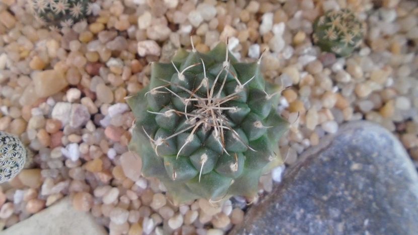 Turbinicarpus x mombergeri - Cactusi 2020 evolutie vara bis