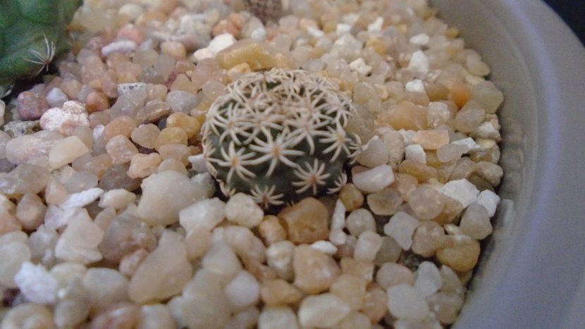 Turbinicarpus nikolae - Cactusi 2020 evolutie vara bis