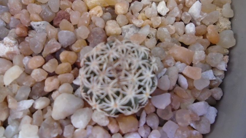 Turbinicarpus nikolae - Cactusi 2020 evolutie vara bis